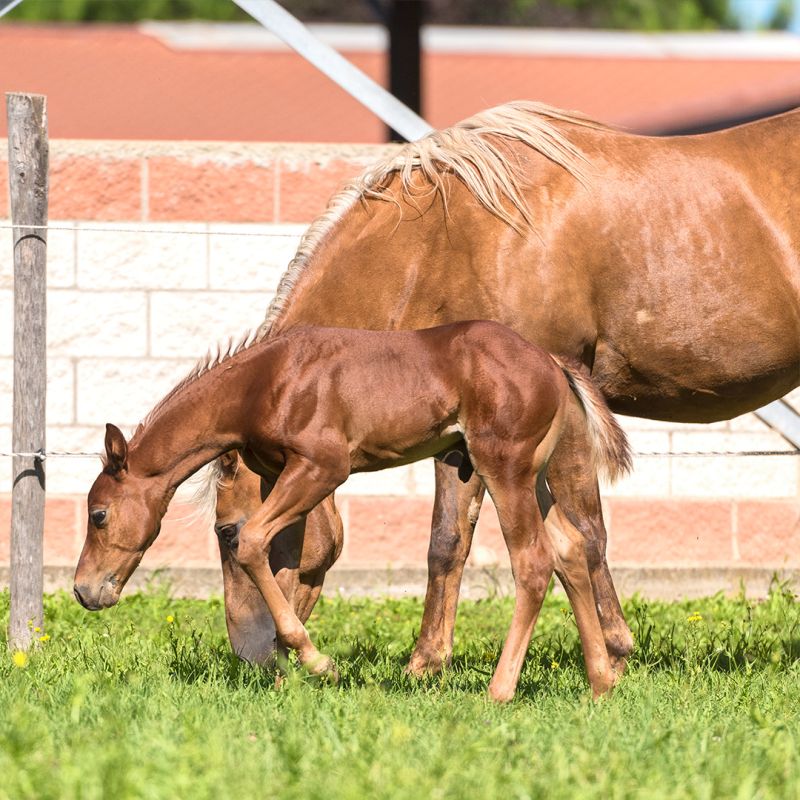 Orlandini Equine
