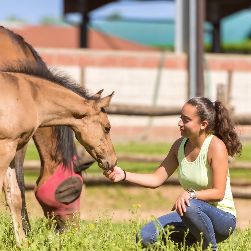 Orlandini Equine