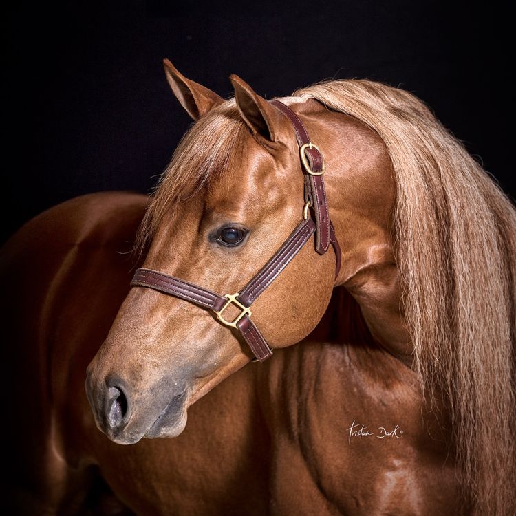 Orlandini Equine