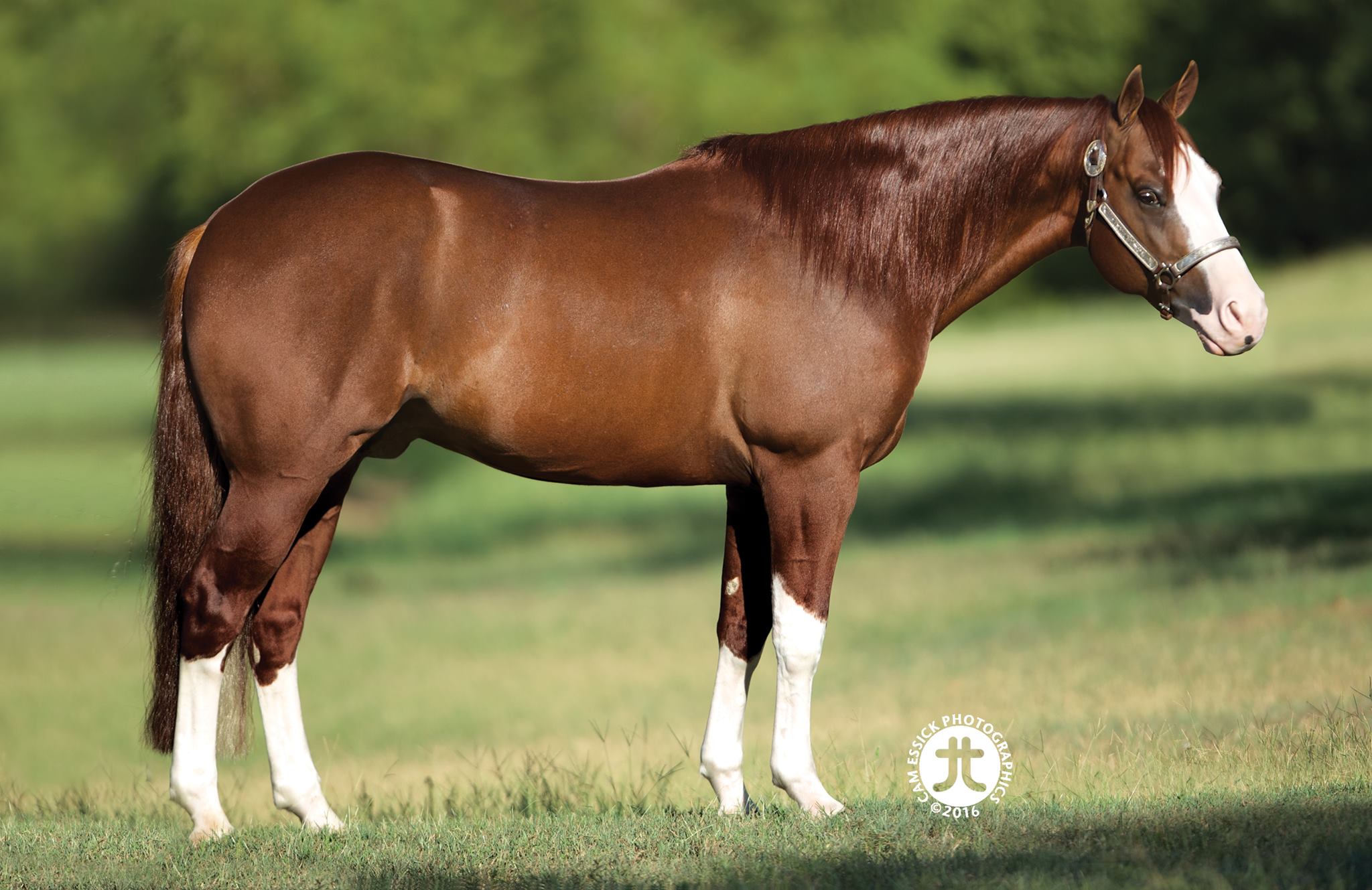 ELECTRIC SNOW Portrait