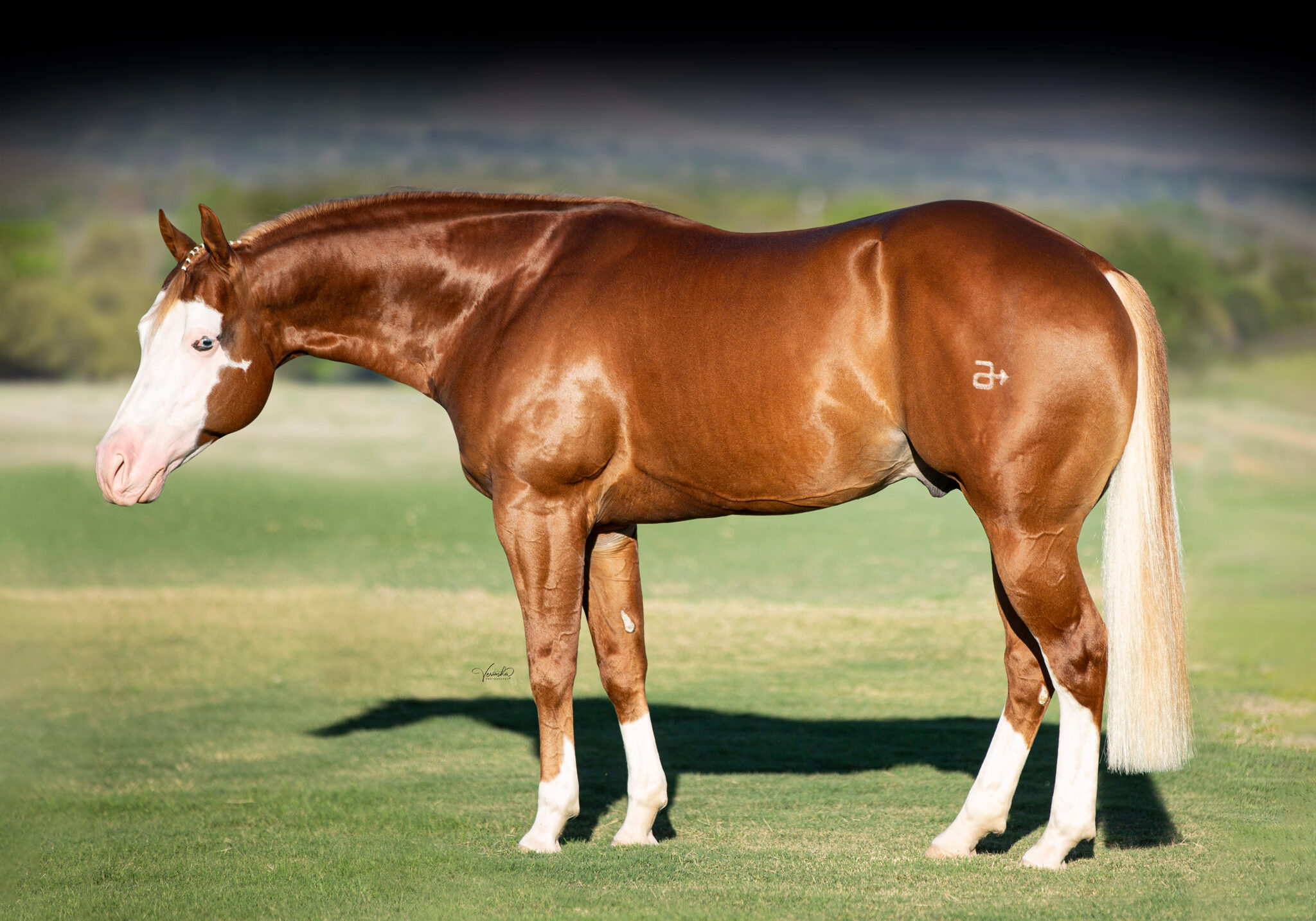 AMERICASNEXTTOPGUN [MAVERICK] Portrait