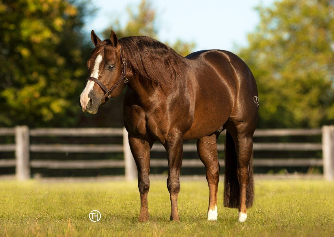 COLONEL DANCING GUN Portrait