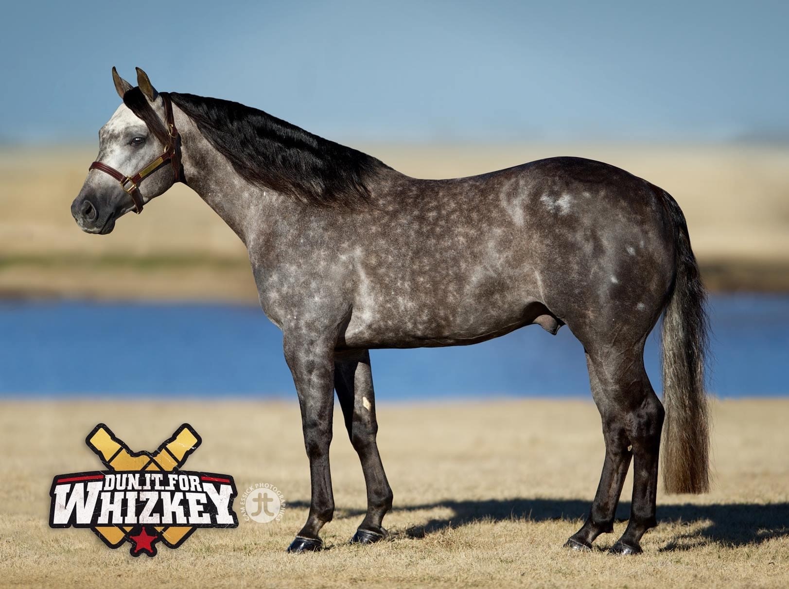 DUN IT FOR WHIZKEY Portrait