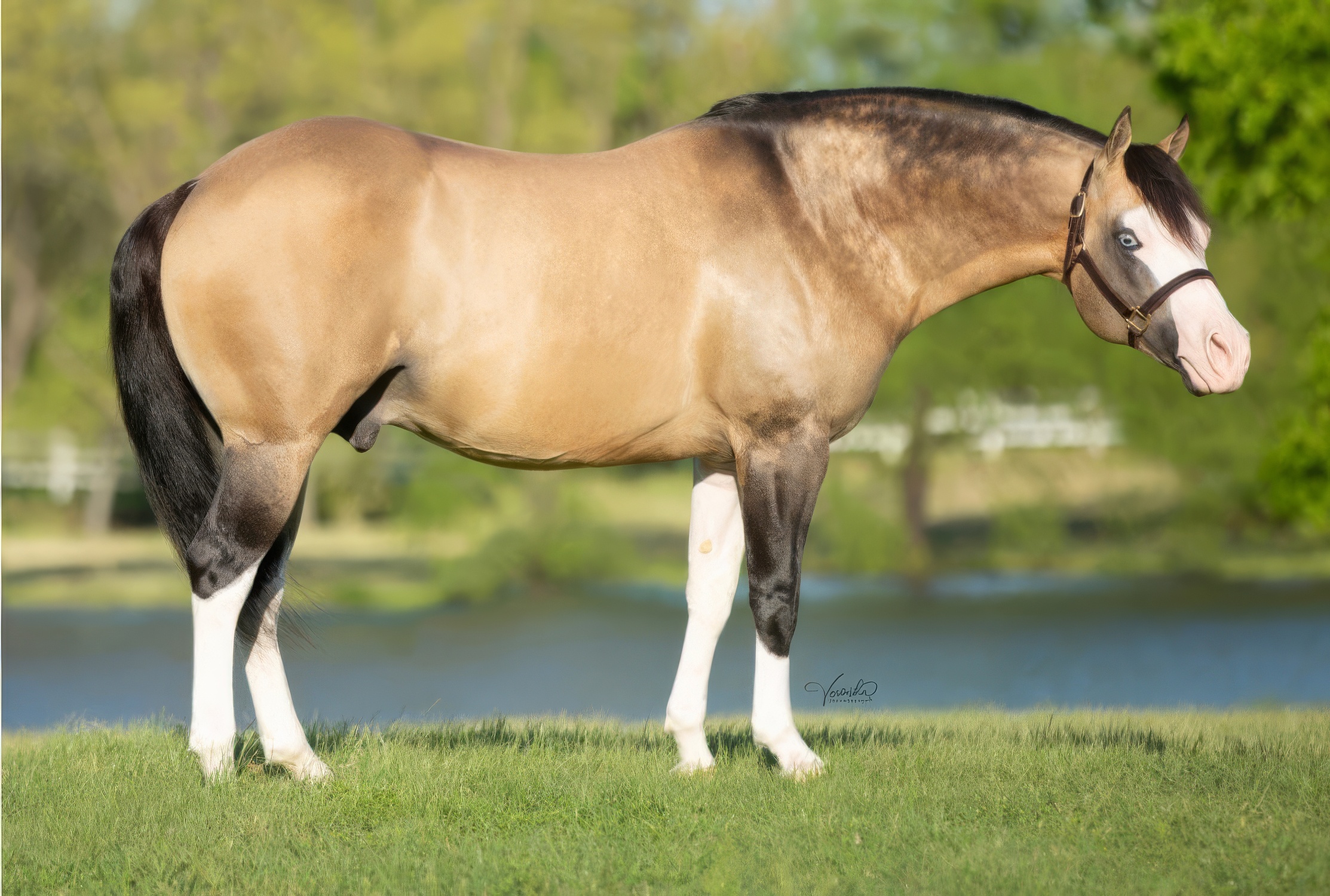 GUNNER DUN IT AGAIN Portrait