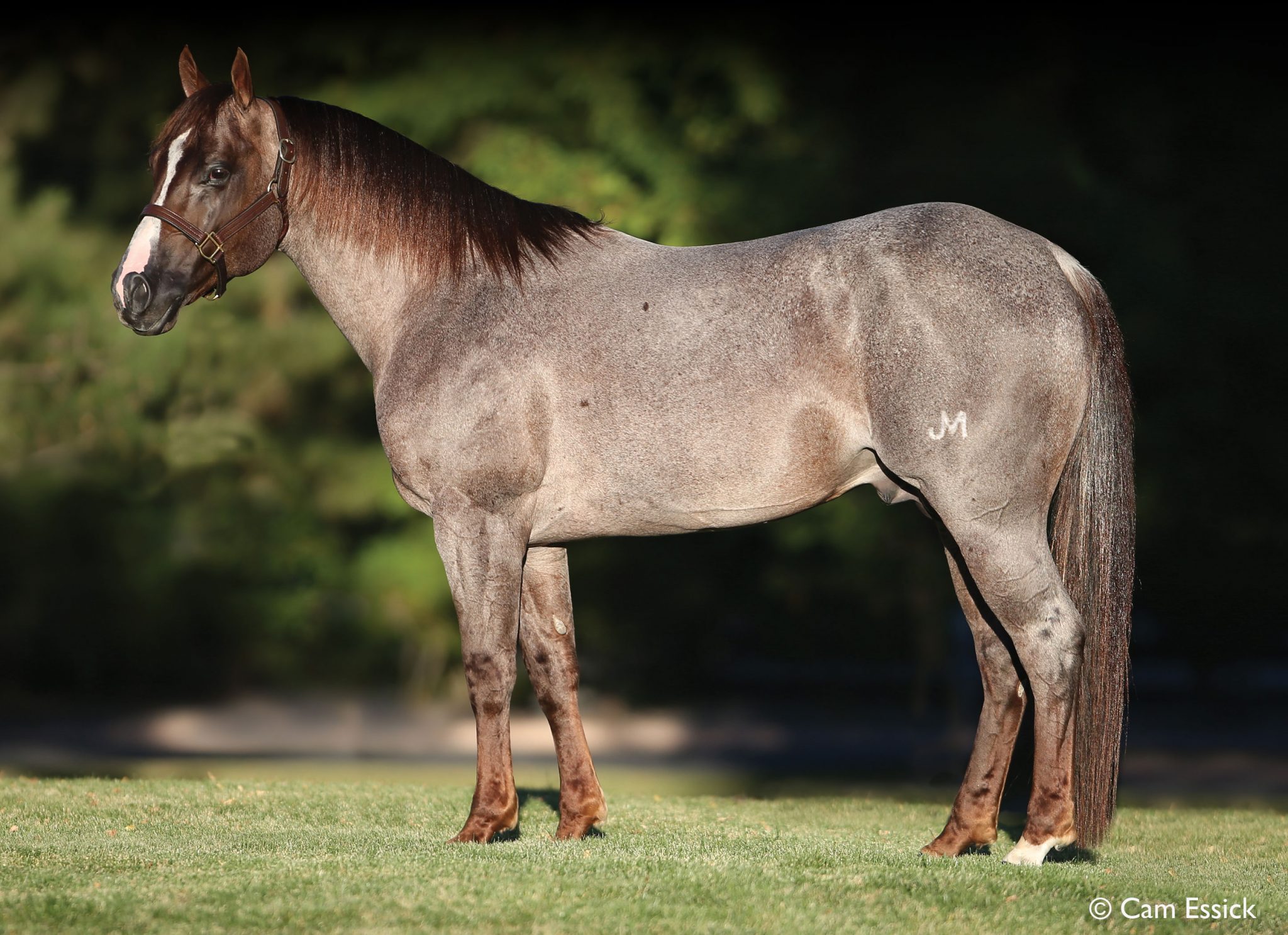 HICKORY HOLLY TIME Portrait