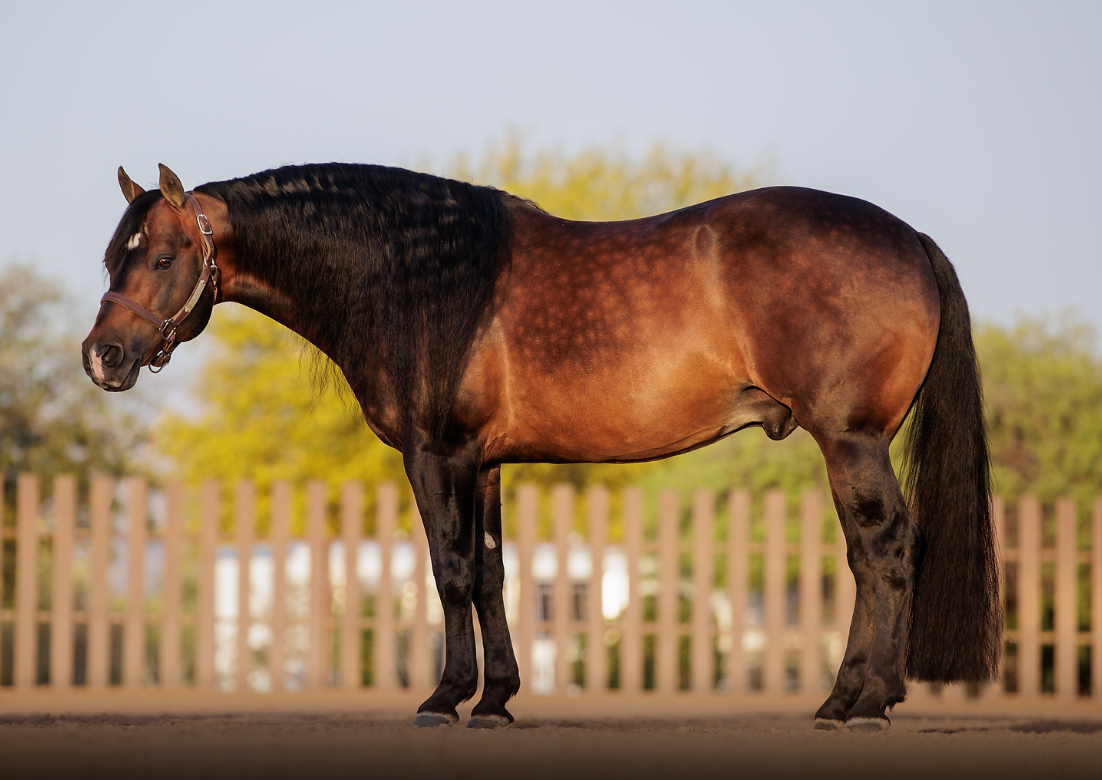 MR ELECTRIC SPARK Portrait