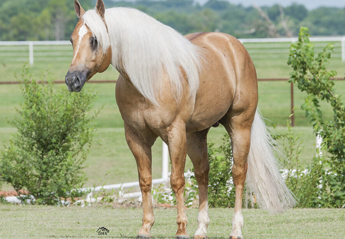 SHINERS VOODOO DR Portrait