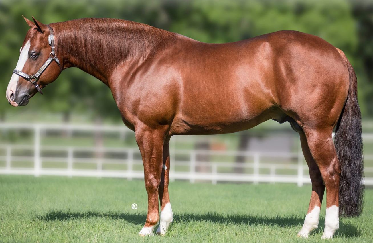 NO SMOKING REQUIRED Portrait