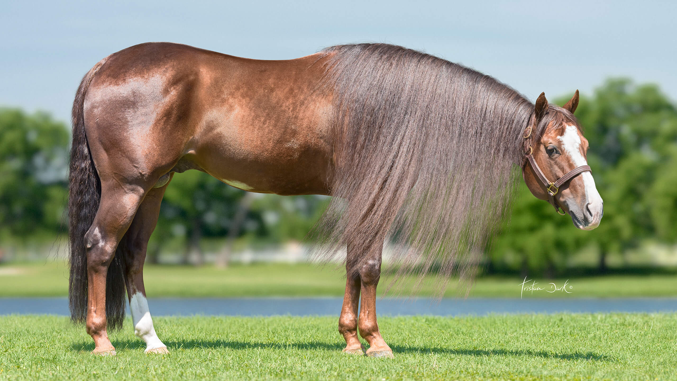 ARC A STEP ABOVE Portrait