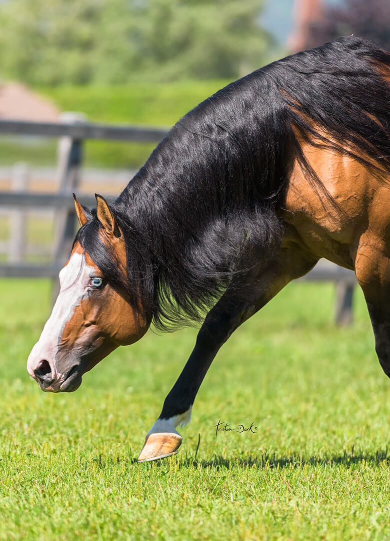 Portrait of GOTTA NIFTY GUN Stallion