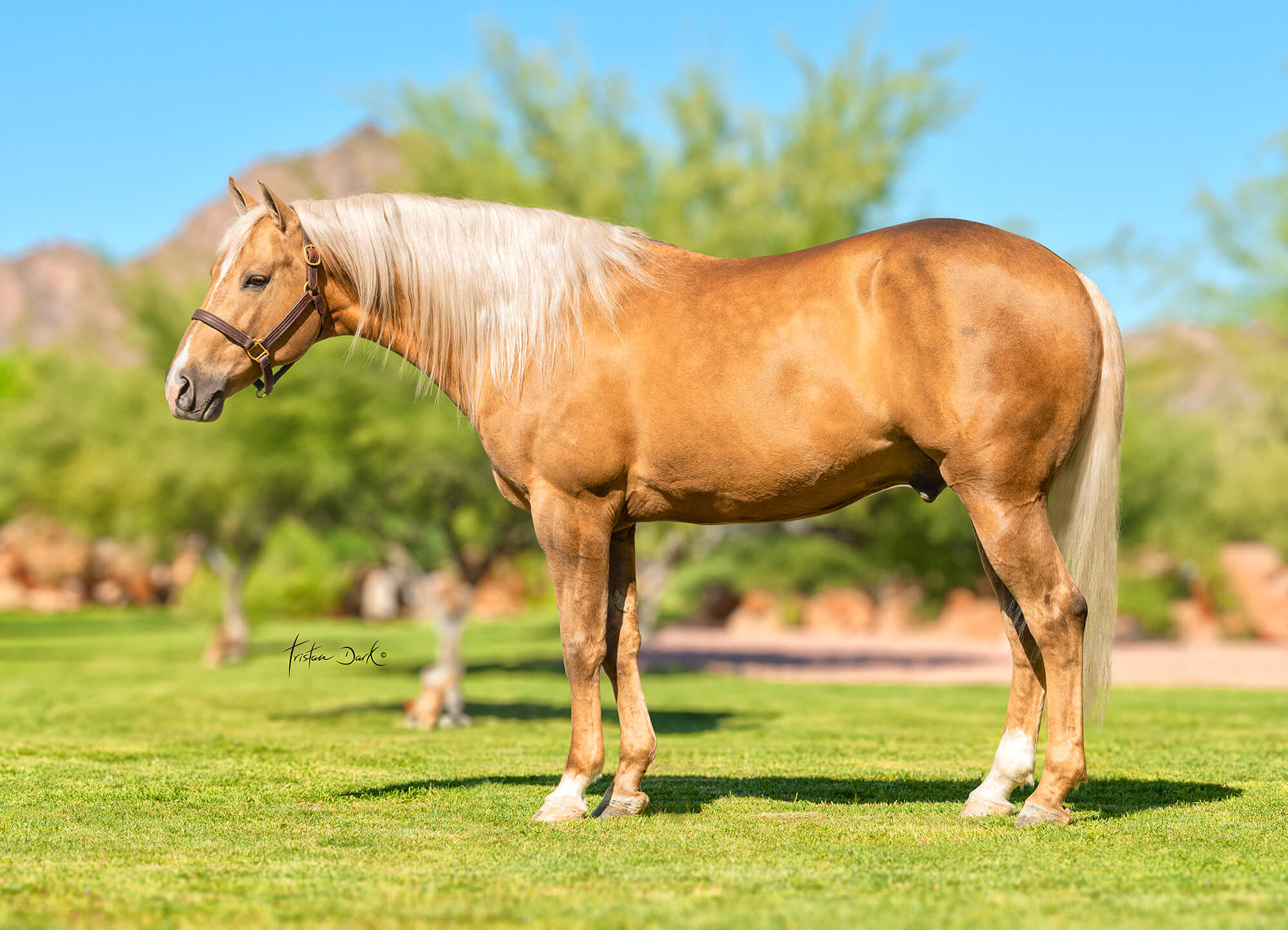 Sugar Little Step Portrait