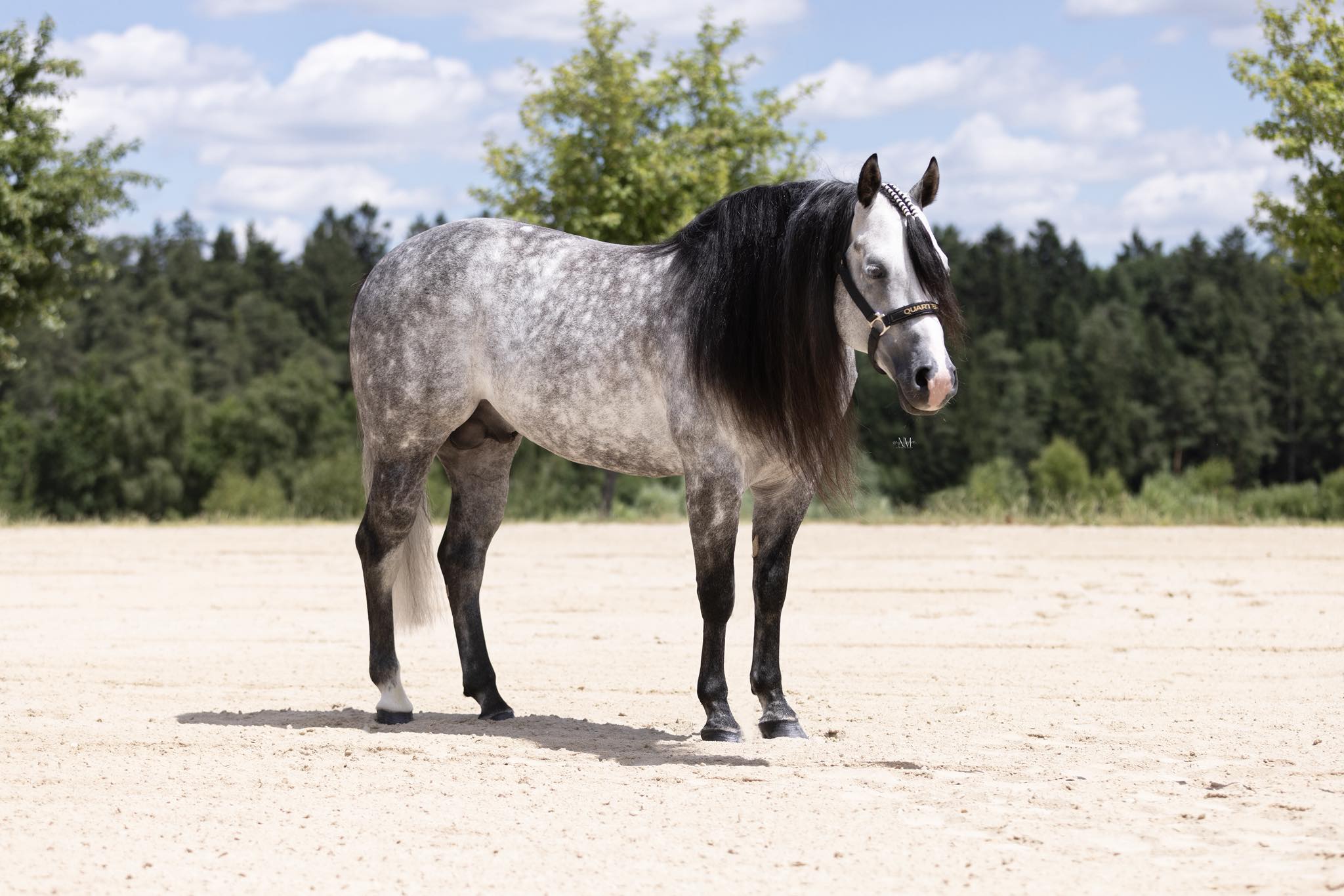 Whiskey Slider Portrait