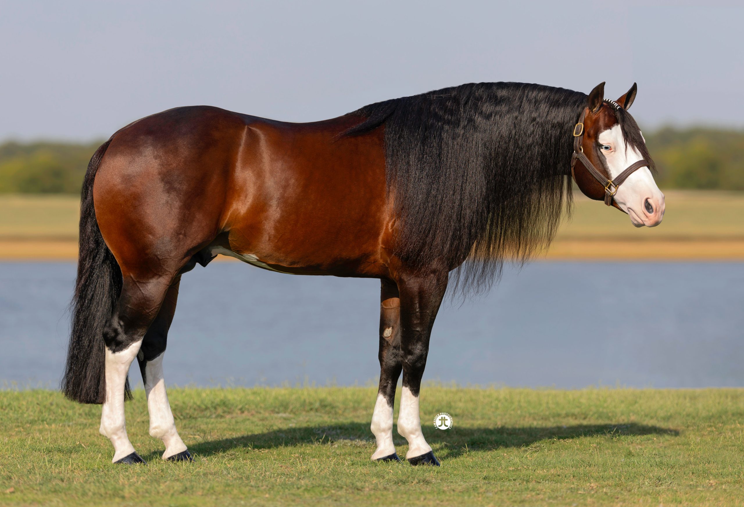 Golden Coins Portrait