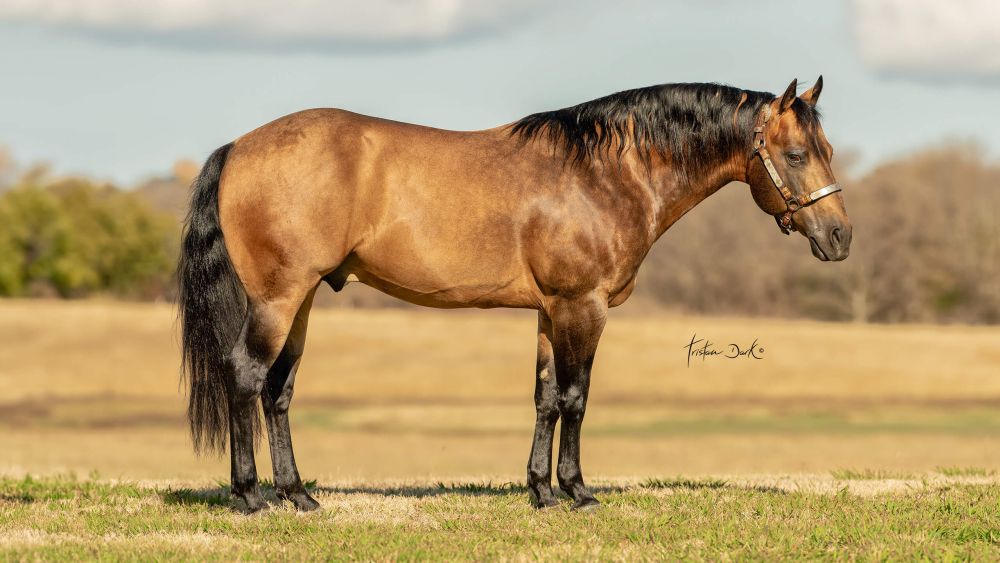 Shiney Outlaw Portrait