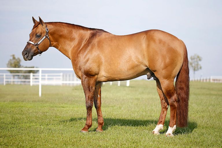 SG FROZEN ENTERPRISE [ICEMAN] Portrait