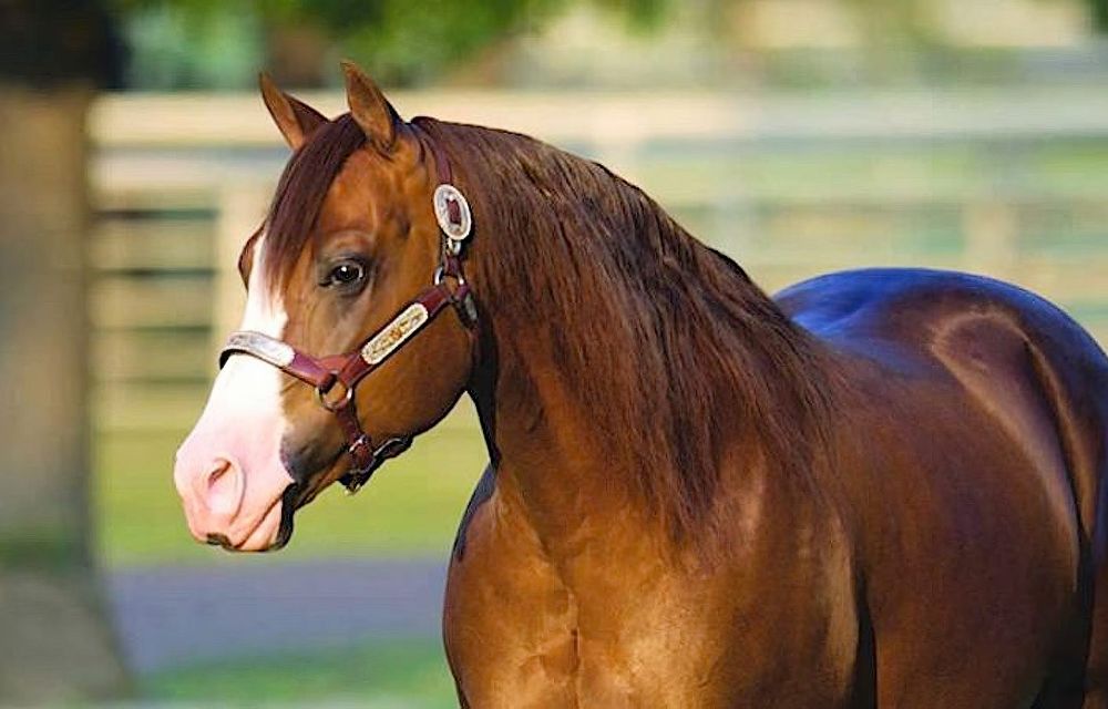 Gunnatrashya Portrait