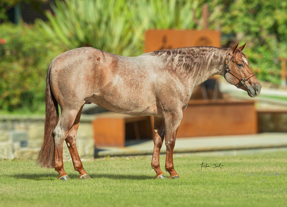 STIVIE REYVENGE Portrait