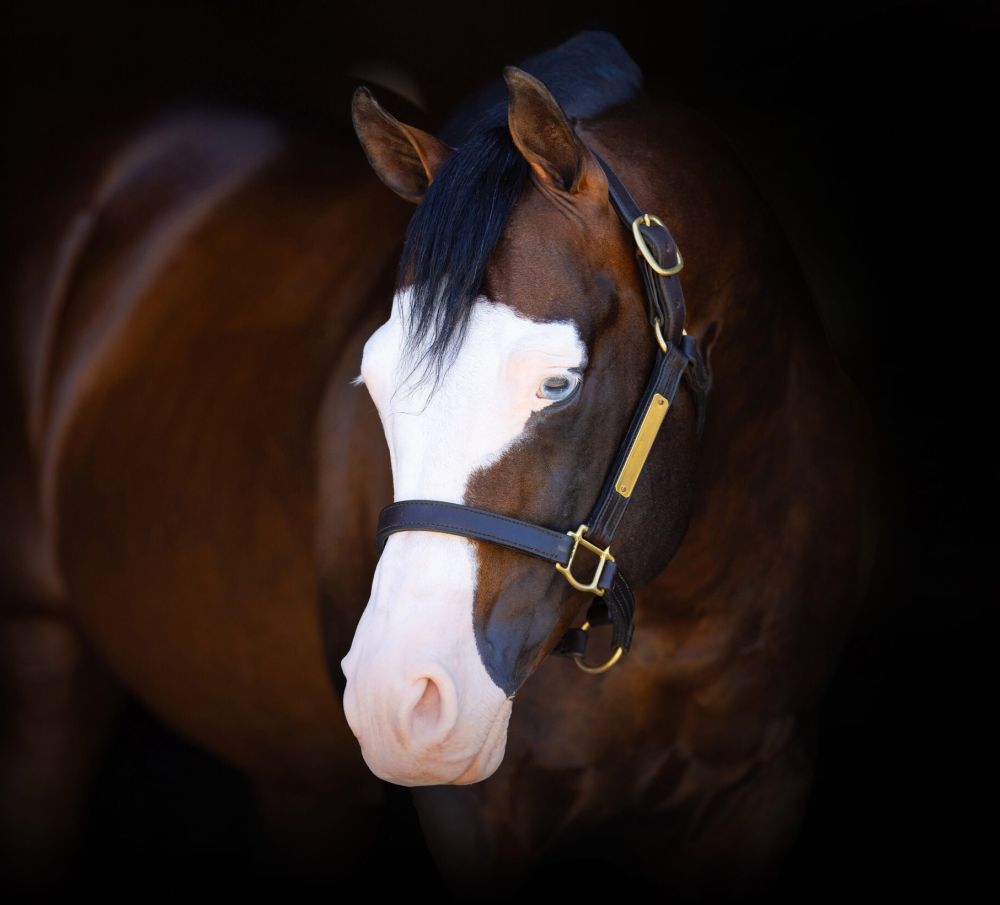 Spooks Gotta Whiz Portrait