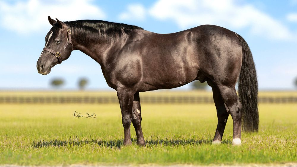 July Joe Snap Portrait