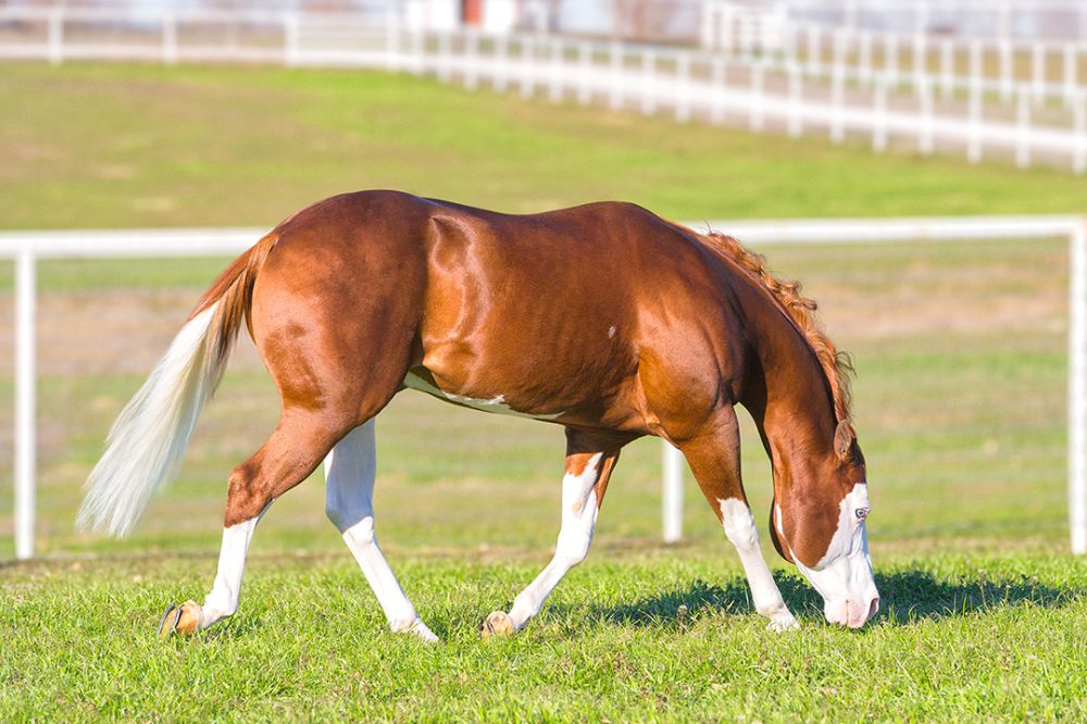 COLONELS SMOKING GUN [GUNNER] Portrait