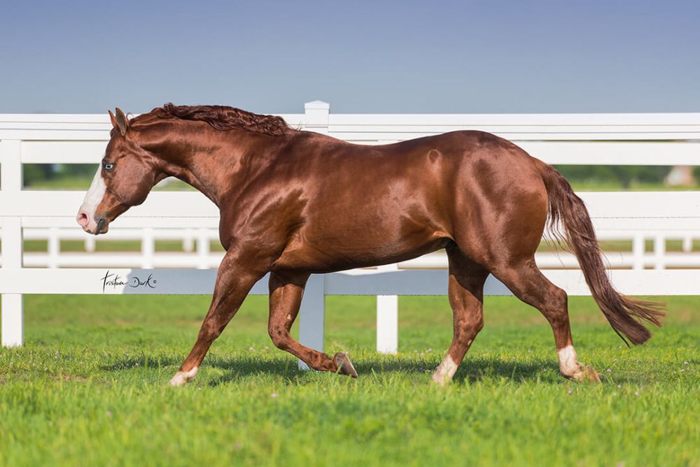 GUNNERS SPECIAL NITE Portrait