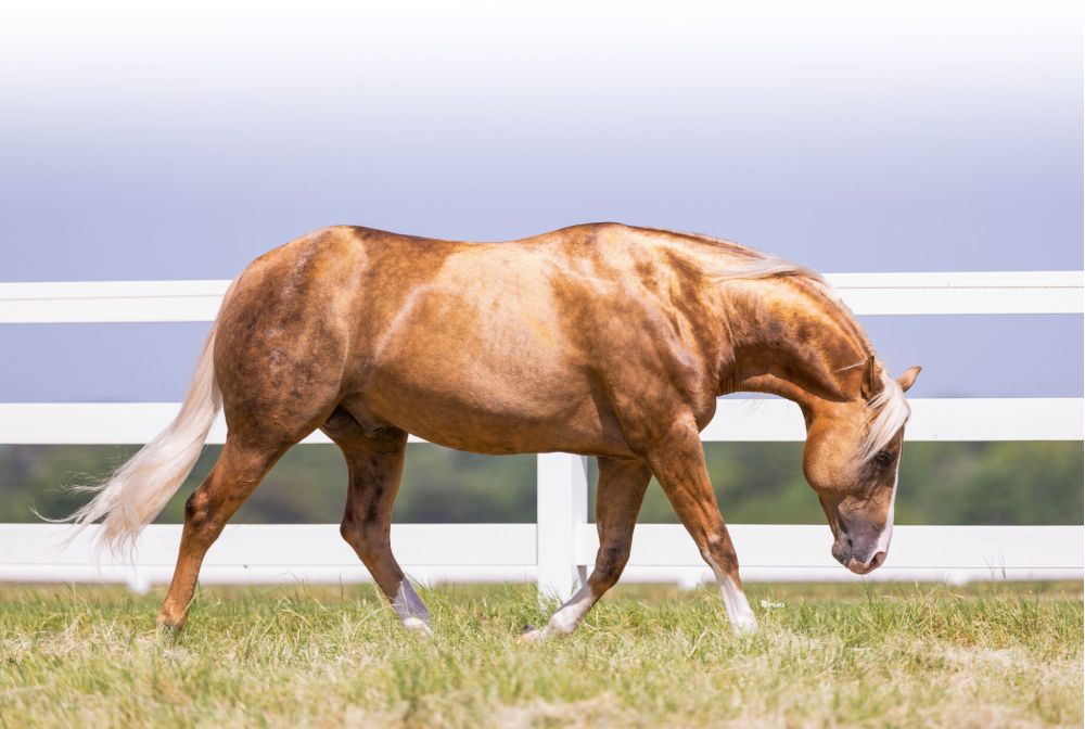 PS MEGA SHINE CHIC [CRUSH] Portrait