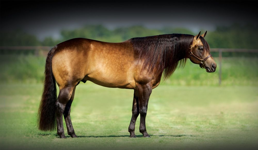 WHIZKEY N DIAMONDS Portrait