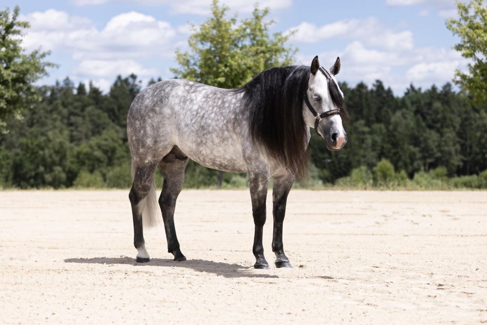 Whiskey Slider Portrait