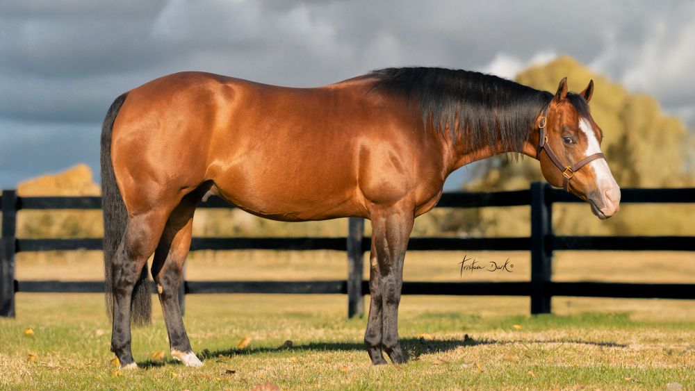 PL Yankee Littlewhiz Portrait