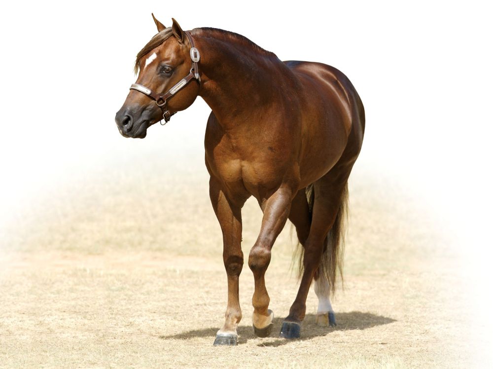 Walla Walla Whiz Portrait