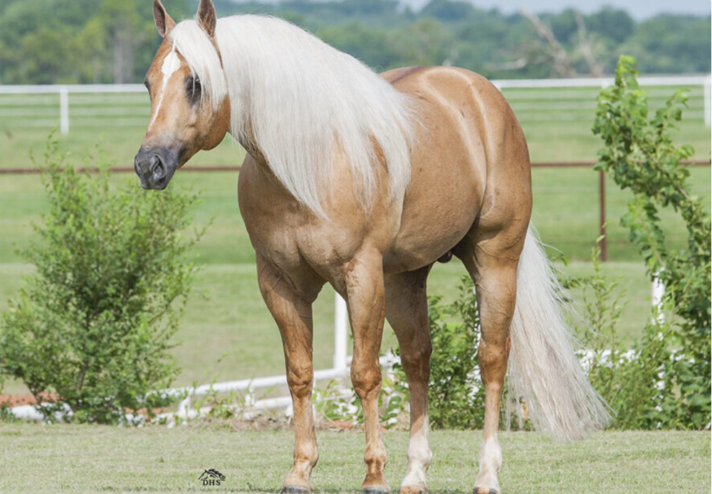 SHINERS VOODOO DR Portrait