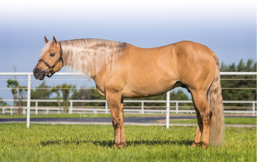 HOLLYWOODS TINSELTOWN Portrait