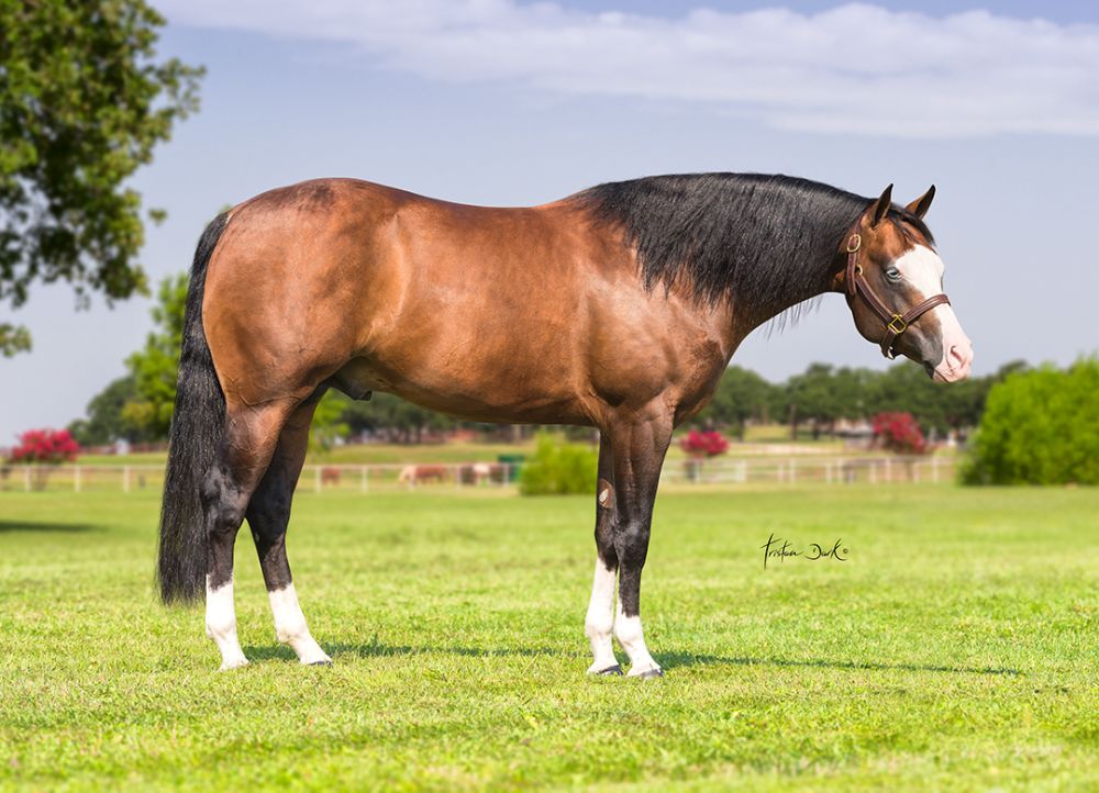 MAYTHEFORCEBEWHIZYOU Portrait