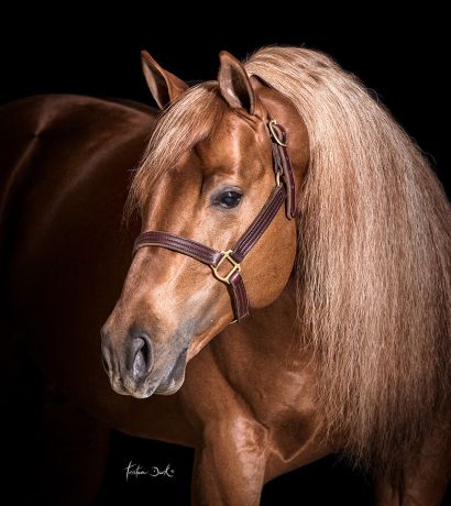 tristan_dark_horses_whiz_shining_style_DSC3283_web