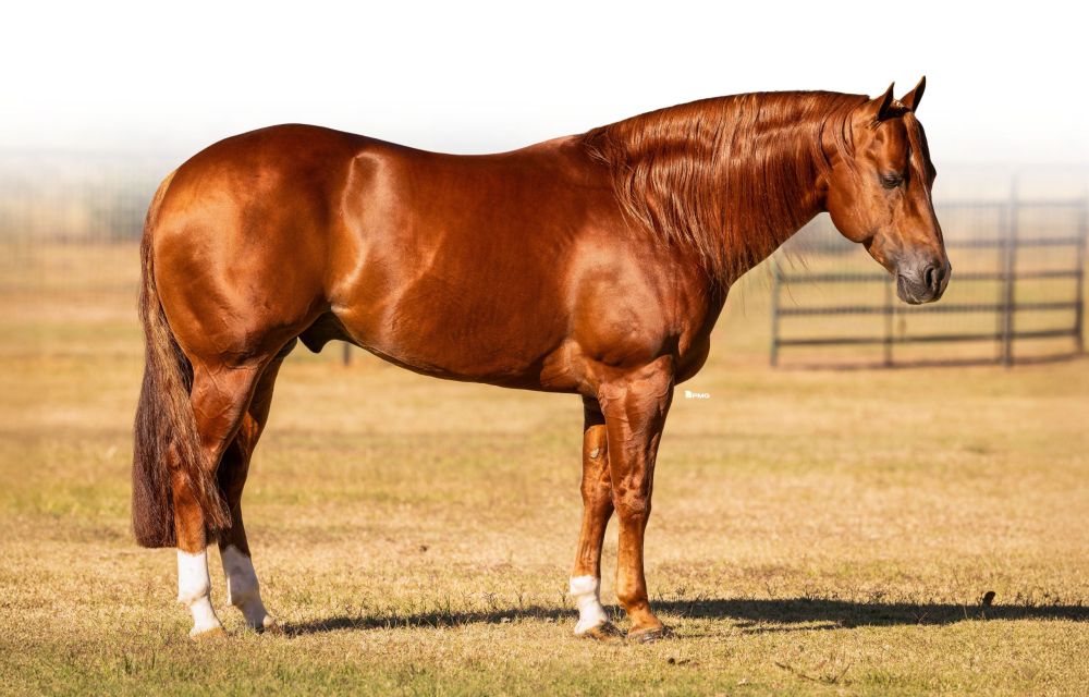 Spooks Gotta Tinsel Portrait