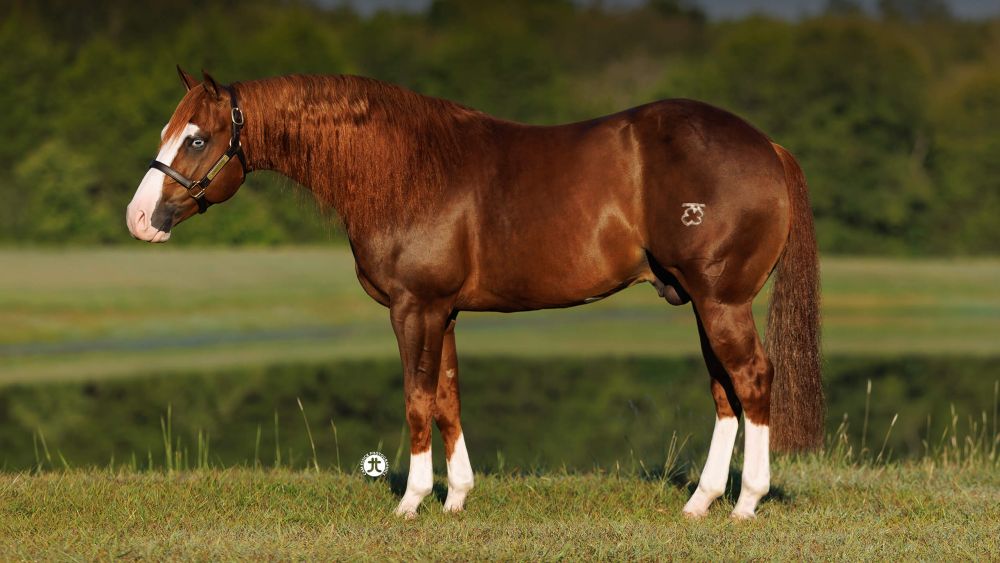 Gunnastepya Portrait