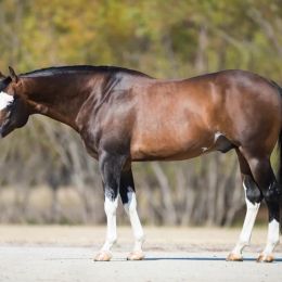 spooks_gotta_whiz_profilosx