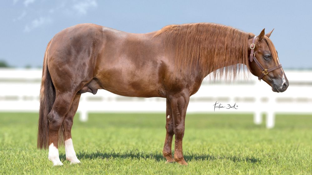 Walla Whiz Crome Portrait