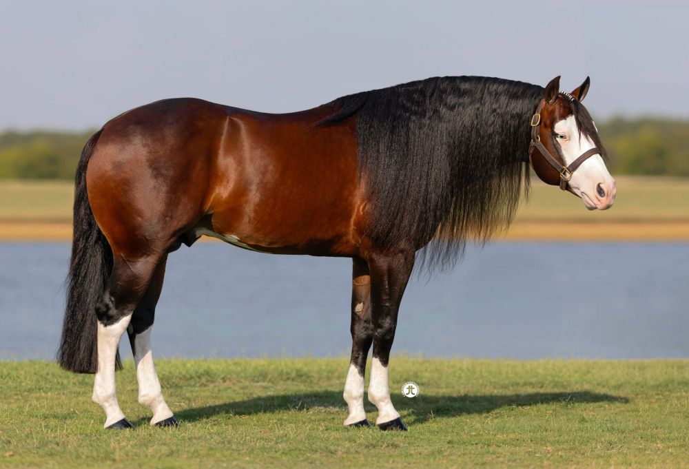 Golden Coins Portrait
