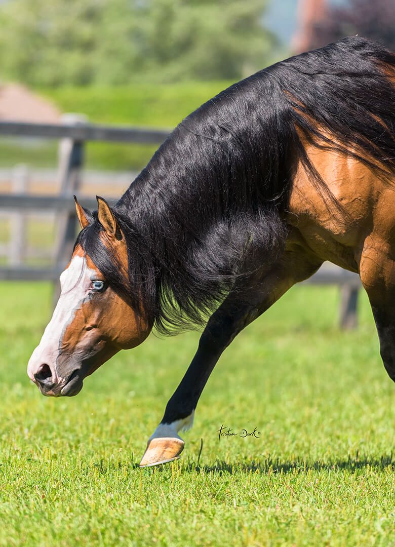Portrait of GOTTA NIFTY GUN Stallion