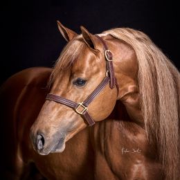 tristan_dark_horses_orlandini_quarter_horses_whiz_shining_style_DSC3273_web