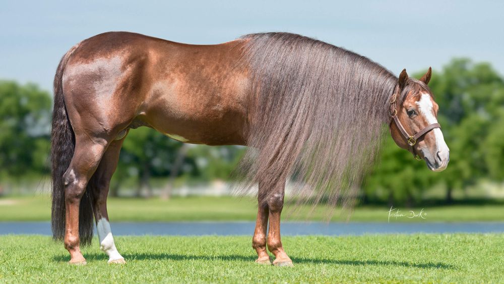 ARC A STEP ABOVE Portrait