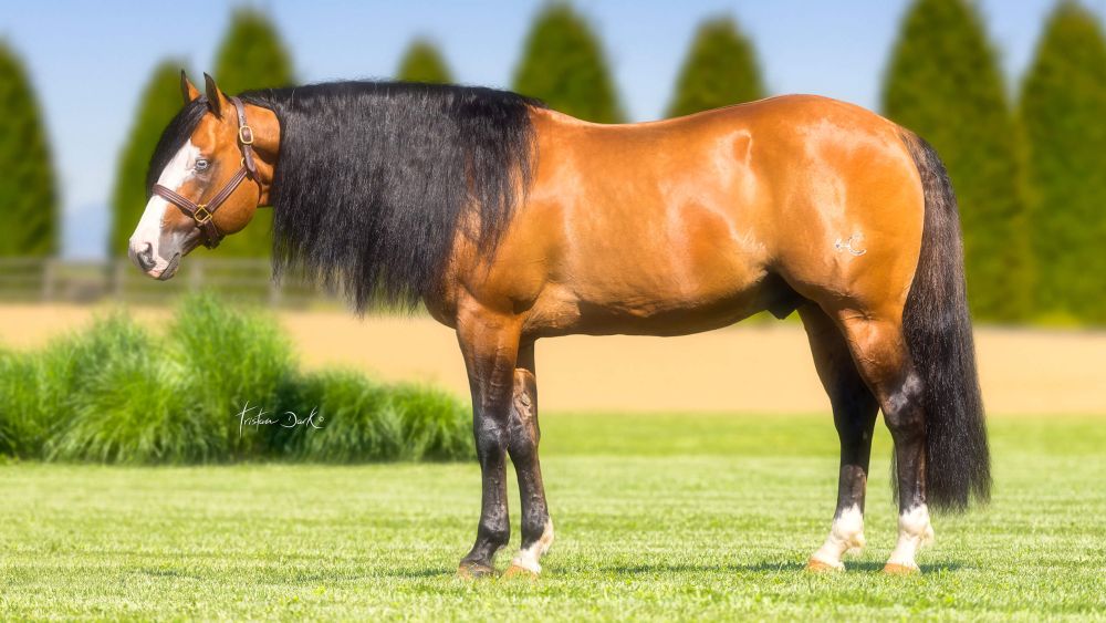 GOTTA NIFTY GUN Portrait