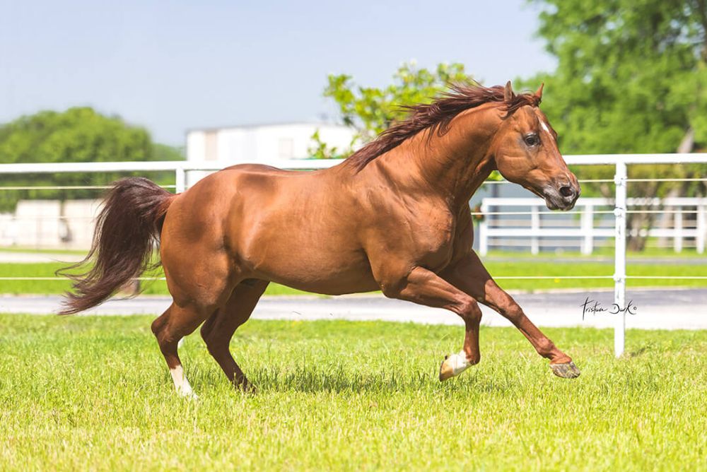 GUNNERS TINSELTOWN Portrait