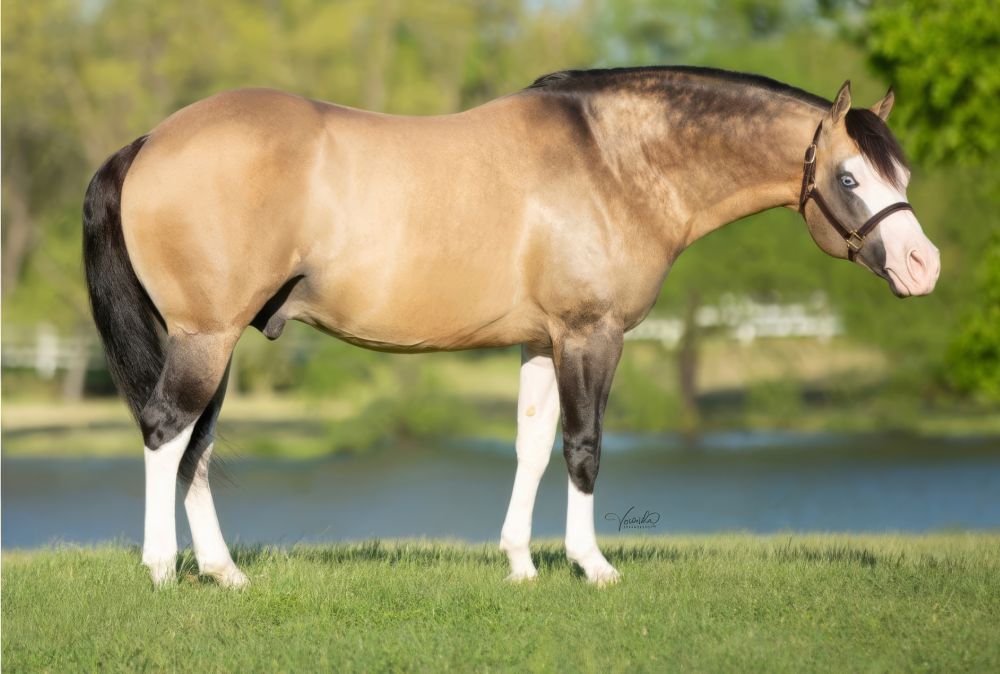 GUNNER DUN IT AGAIN Portrait