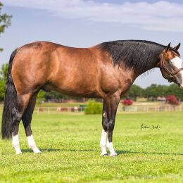 tristan_dark_horses_maytheforcebewizhyou_DSC1873_web