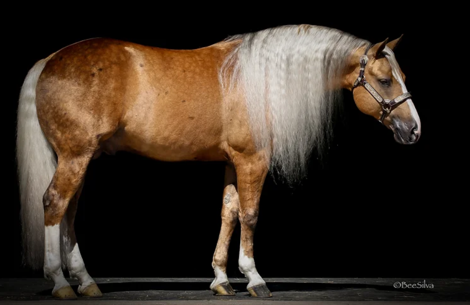 PLATINUM VINTAGE Portrait